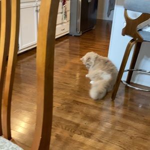 Meet your Posher, Hennleigh